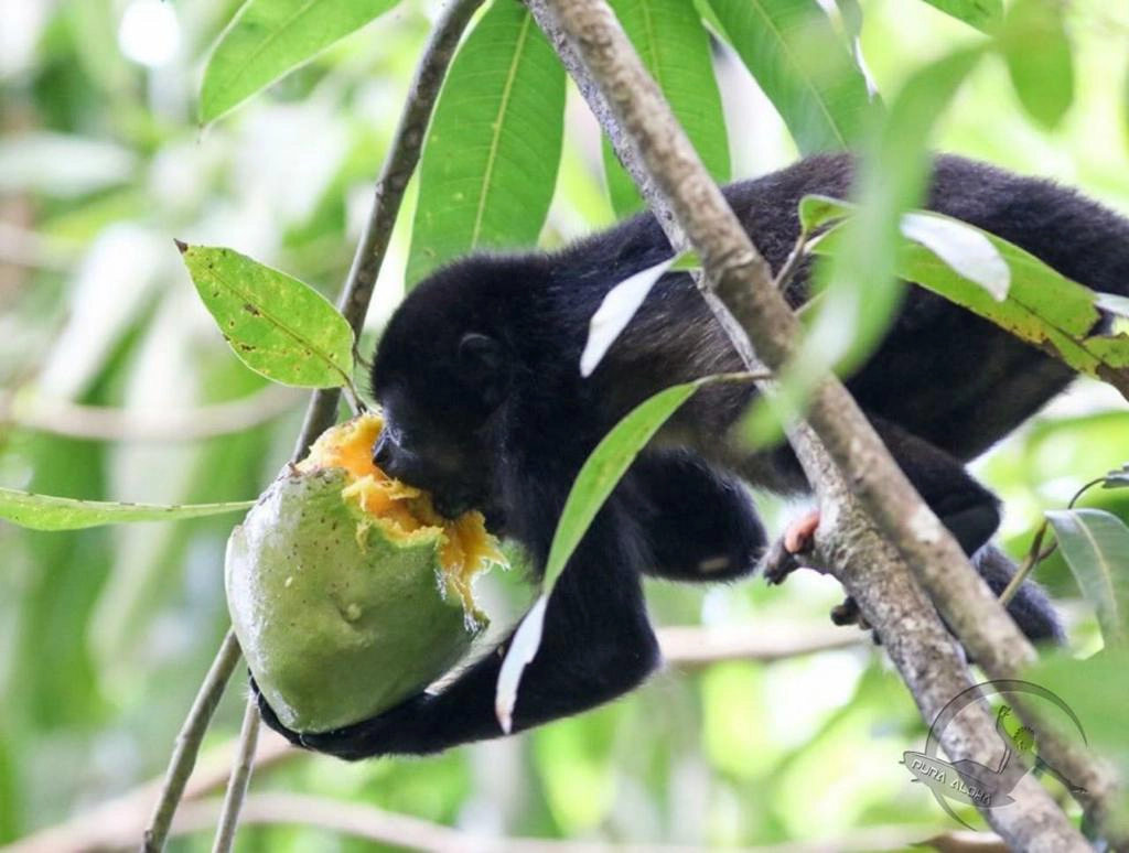 Nosara is famous for wildlife